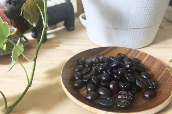 タンザニア エーデルワイス農園